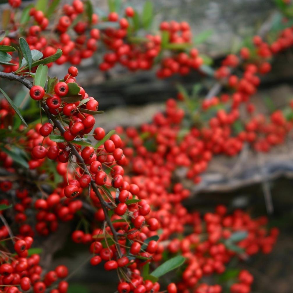 Cabanas Pyracantha Эскель Экстерьер фото